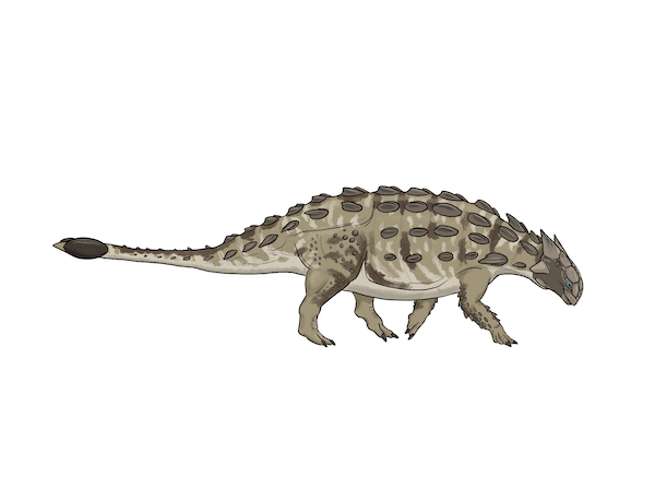 Ankylosaurus